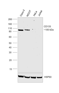 Invitrogen CD133 (Prominin-1) Recombinant Mouse Monoclonal Antibody (EMK08) 20 &mu;L | Buy Online | Invitrogen&trade; | Fisher Scientific