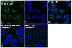 Invitrogen&trade;&nbsp;CD133 (Prominin-1) Recombinant Mouse Monoclonal Antibody (EMK08), Alexa Fluor&trade; Plus 488