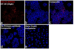 Invitrogen&trade;&nbsp;CD133 (Prominin-1) Recombinant Mouse Monoclonal Antibody (EMK08), Alexa Fluor&trade; Plus 555
