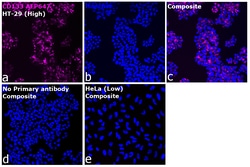 Invitrogen&trade;&nbsp;CD133 (Prominin-1) Recombinant Mouse Monoclonal Antibody (EMK08), Alexa Fluor&trade; Plus 647