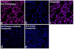 Invitrogen&trade;&nbsp;GPNMB Recombinant Rat Monoclonal Antibody (CTSREVL)