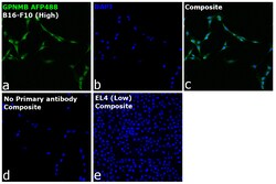 Invitrogen GPNMB Recombinant Rat Monoclonal Antibody (CTSREVL), Alexa Fluor Plus 488 50 &mu;L | Buy Online | Invitrogen&trade; | Fisher Scientific