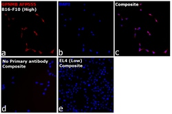 Invitrogen&trade;&nbsp;GPNMB Recombinant Rat Monoclonal Antibody (CTSREVL), Alexa Fluor&trade; Plus 555