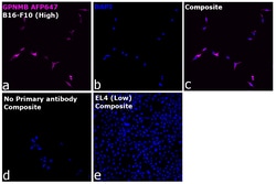 Invitrogen&trade;&nbsp;GPNMB Recombinant Rat Monoclonal Antibody (CTSREVL), Alexa Fluor&trade; Plus 647