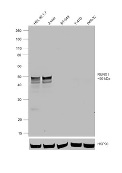 Invitrogen&trade;&nbsp;RUNX1 Recombinant Rat Monoclonal Antibody (RXDMC)
