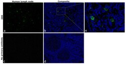 Invitrogen IDO Recombinant Mouse Monoclonal Antibody (V1NC3IDO) 100 &mu;L | Buy Online | Invitrogen&trade; | Fisher Scientific