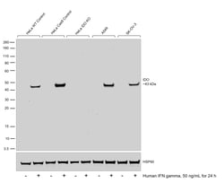 Invitrogen IDO Recombinant Mouse Monoclonal Antibody (V1NC3IDO) 100 &mu;L | Buy Online | Invitrogen&trade; | Fisher Scientific