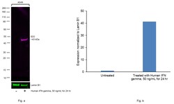Invitrogen IDO Recombinant Mouse Monoclonal Antibody (V1NC3IDO), Alexa Fluor Plus 647 50 &mu;L | Buy Online | Invitrogen&trade; | Fisher Scientific
