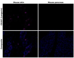 Invitrogen&trade;&nbsp;CD207 (Langerin) Recombinant Rat Monoclonal Antibody (eBioRMUL.2)