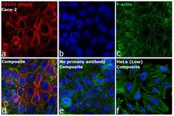 Invitrogen CD133 (Prominin-1) Recombinant Mouse Monoclonal Antibody (TMP4), Alexa Fluor Plus 647 50 &mu;L | Buy Online | Invitrogen&trade; | Fisher Scientific