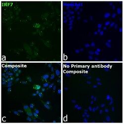 Invitrogen IRF7 Recombinant Rat Monoclonal Antibody (RDP4ND4) 20 &mu;L | Buy Online | Invitrogen&trade; | Fisher Scientific