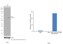 Invitrogen IRF7 Recombinant Rat Monoclonal Antibody (RDP4ND4) 20 &mu;L | Buy Online | Invitrogen&trade; | Fisher Scientific