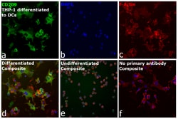 Invitrogen&trade;&nbsp;CD209 (DC-SIGN) Recombinant Rat Monoclonal Antibody (eB-h209)