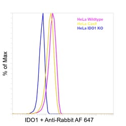 Invitrogen IDO Recombinant Rabbit Monoclonal Antibody (7H8L17):Antibodies:Primary