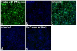 Invitrogen IDO Recombinant Rabbit Monoclonal Antibody (7H8L17):Antibodies:Primary