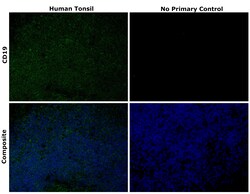 Invitrogen&trade;&nbsp;CD19 Recombinant Rat Monoclonal Antibody (6OMP31)