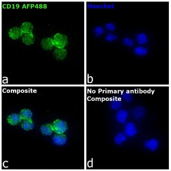 Invitrogen&trade;&nbsp;CD19 Recombinant Rat Monoclonal Antibody (6OMP31), Alexa Fluor&trade; Plus 488