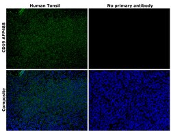 Invitrogen CD19 Recombinant Rat Monoclonal Antibody (6OMP31), Alexa Fluor Plus 488 50 &mu;L | Buy Online | Invitrogen&trade; | Fisher Scientific