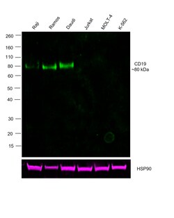 Invitrogen CD19 Recombinant Rat Monoclonal Antibody (6OMP31), Alexa Fluor Plus 488 50 &mu;L | Buy Online | Invitrogen&trade; | Fisher Scientific
