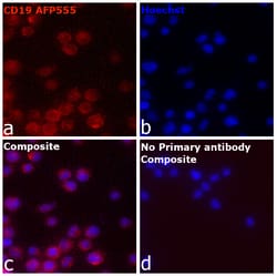 Invitrogen&trade;&nbsp;CD19 Recombinant Rat Monoclonal Antibody (6OMP31), Alexa Fluor&trade; Plus 555