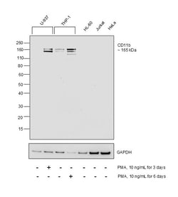 Invitrogen&trade;&nbsp;CD11b Recombinant Mouse Monoclonal Antibody (C67F154)