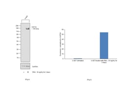 Invitrogen CD11b Recombinant Mouse Monoclonal Antibody (C67F154) 20 &mu;L | Buy Online | Invitrogen&trade; | Fisher Scientific