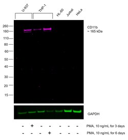 Invitrogen CD11b Recombinant Mouse Monoclonal Antibody (C67F154), Alexa Fluor Plus 647 50 &mu;L | Buy Online | Invitrogen&trade; | Fisher Scientific