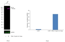 Invitrogen&trade;&nbsp;CD11b Recombinant Mouse Monoclonal Antibody (C67F154), Alexa Fluor&trade; Plus 647