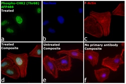 Invitrogen&trade;&nbsp;Phospho-CHK2 (Thr68) Recombinant Mouse Monoclonal Antibody (ebchk2), Alexa Fluor&trade; Plus 488