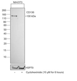 Invitrogen&trade;&nbsp;CD130 Recombinant Rat Monoclonal Antibody (KGP130)