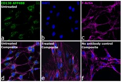 Invitrogen CD130 (GP130) Recombinant Rat Monoclonal Antibody (KGP130), Alexa Fluor Plus 488 50 &mu;L | Buy Online | Invitrogen&trade; | Fisher Scientific