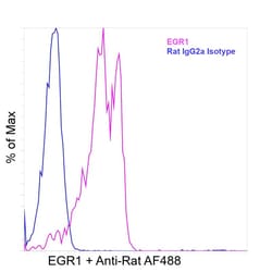 Invitrogen&trade;&nbsp;EGR1 Recombinant Rat Monoclonal Antibody (HEGR1DS)