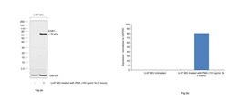 Invitrogen EGR1 Recombinant Rat Monoclonal Antibody (HEGR1DS) 100 &mu;L | Buy Online | Invitrogen&trade; | Fisher Scientific
