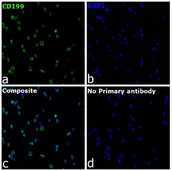 Invitrogen CD199 (CCR9) Recombinant Mouse Monoclonal Antibody (BBC3M4)