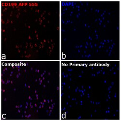 Invitrogen CD199 (CCR9) Recombinant Mouse Monoclonal Antibody (BBC3M4),