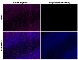 Invitrogen CD8a Recombinant Rat Monoclonal Antibody (4SM15) 100 &mu;L | Buy Online | Invitrogen&trade; | Fisher Scientific