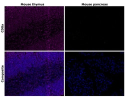 Invitrogen&trade;&nbsp;CD8a Recombinant Rat Monoclonal Antibody (4SM15)