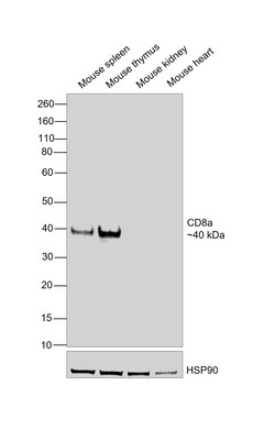Invitrogen CD8a Recombinant Rat Monoclonal Antibody (4SM15) 100 &mu;L | Buy Online | Invitrogen&trade; | Fisher Scientific