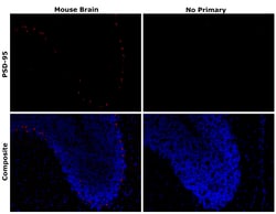 Invitrogen PSD-95 Recombinant Mouse Monoclonal Antibody (7E3-1B8) 100 &mu;L;