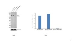 Invitrogen PSD-95 Recombinant Mouse Monoclonal Antibody (7E3-1B8) 100 &mu;L;