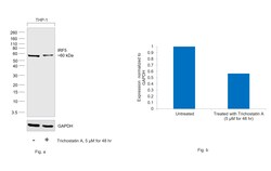 Invitrogen IRF5 Recombinant Mouse Monoclonal Antibody (ALYSCLN) 100 &mu;L | Buy Online | Invitrogen&trade; | Fisher Scientific