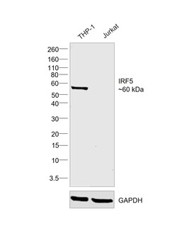 Invitrogen IRF5 Recombinant Mouse Monoclonal Antibody (ALYSCLN) 100 &mu;L | Buy Online | Invitrogen&trade; | Fisher Scientific