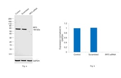 Invitrogen IRF5 Recombinant Mouse Monoclonal Antibody (ALYSCLN) 100 &mu;L | Buy Online | Invitrogen&trade; | Fisher Scientific