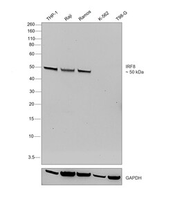 Invitrogen IRF8 Recombinant Mouse Monoclonal Antibody (GW4CML3) 20 &mu;L | Buy Online | Invitrogen&trade; | Fisher Scientific