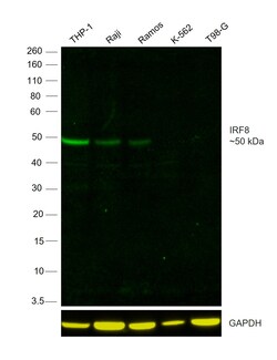 Invitrogen&trade;&nbsp;IRF8 Recombinant Mouse Monoclonal Antibody (GW4CML3), Alexa Fluor&trade; Plus 488