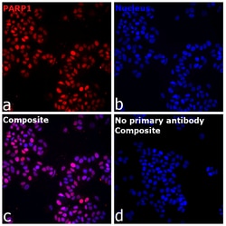 Invitrogen&trade;&nbsp;PARP1 Recombinant Mouse Monoclonal Antibody (HC2R8)