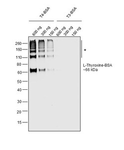 Invitrogen L-Thyroxine (T4) Recombinant Mouse Monoclonal Antibody (T4YCH) 100 &mu;L | Buy Online | Invitrogen&trade; | Fisher Scientific