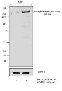 Invitrogen™ Phospho-mTOR (Ser2448) Recombinant Mouse Monoclonal Antibody (MRRBY)
