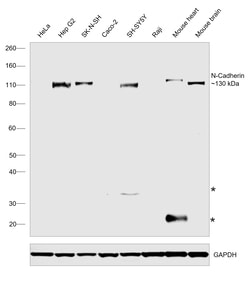 Invitrogen&trade;&nbsp;N-Cadherin Recombinant Mouse Monoclonal Antibody (3B9)