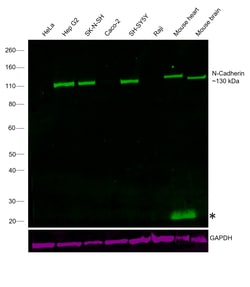 Invitrogen&trade;&nbsp;N-Cadherin Recombinant Mouse Monoclonal Antibody (3B9), Alexa Fluor&trade; Plus 488